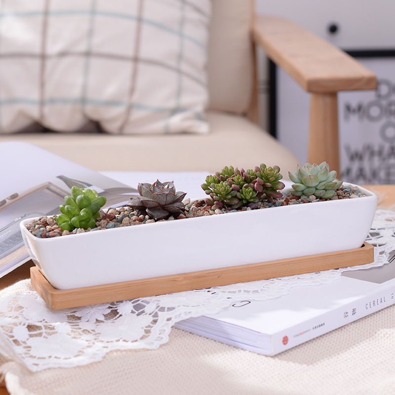 Long Rectangle White Ceramic S - Bonsai Tree Zen Garden ulasan dan harga