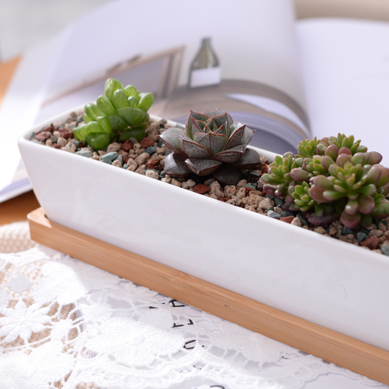Long Rectangle White Ceramic S - Bonsai Tree Zen Garden ulasan dan harga