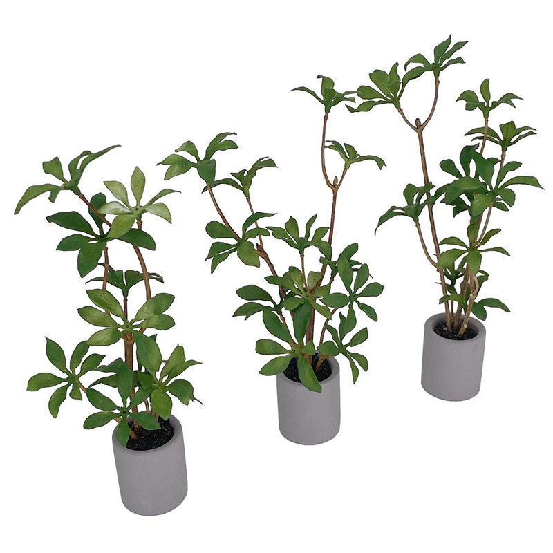 1:6 Dollhouse Miniature Potted - Bonsai Garden Miniature ulasan dan harga